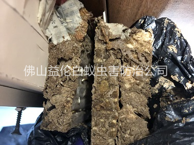 南海区白蚁巢灭治工程